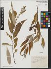 Foto von Salix acmophylla Boiss.